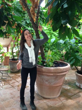 The cacao trees at Peter Beier HQ are quite happy in giant plant pots - Gurre, Denmark