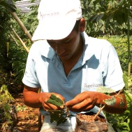 To graft cacao root stocks you need a steady hand