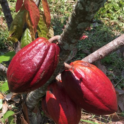 Cacao pods on a tree
