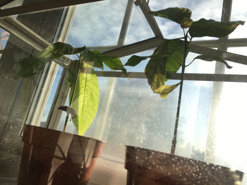 Cacao seedlings on the window sill
