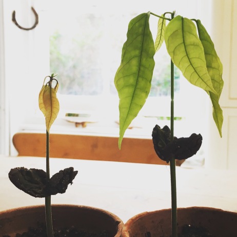 Cacao seedlings at 2 months