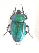 A glass scarab beetle (yeah, it's not a real bug!)