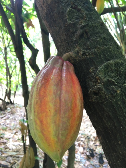 a Beautiful multi-coloured cacao pod
