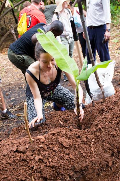 Planting the banana tree baby